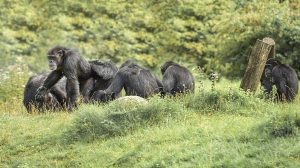 Comunidad de chimpancés en los pastizales —  Fotos de Stock