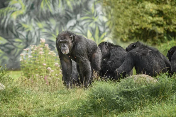 Comunidade de chimpanzés estão em perigo e ameaçados por caçadores de carne do mato — Fotografia de Stock