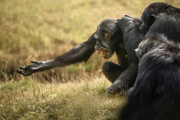 Chimpanzee są zagrożone i zagrożone przez myśliwych dziczyźnie — Zdjęcie stockowe