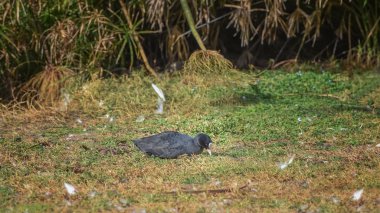 Hawaii coot, Fulica alai, beyaz ön kalkan ile alae kea sahada