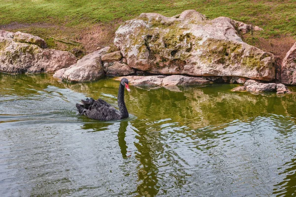 Łabędź czarny, Cygnus atratus jest pływający nad jeziorem. Koncepcja dzikich zwierząt świata — Zdjęcie stockowe