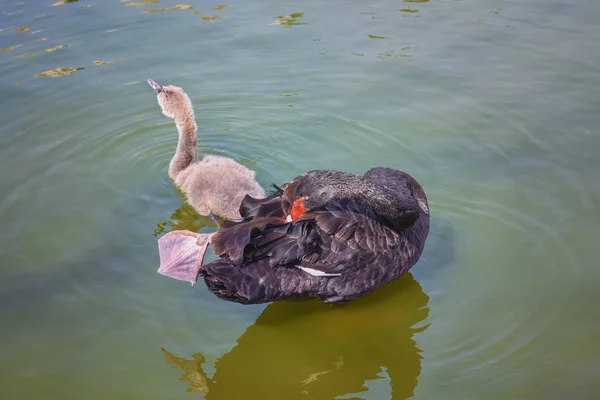 Cigno nero, Cygnus atratus con pulcino grigio. Ritratto. Concetto di vita degli animali selvatici — Foto Stock