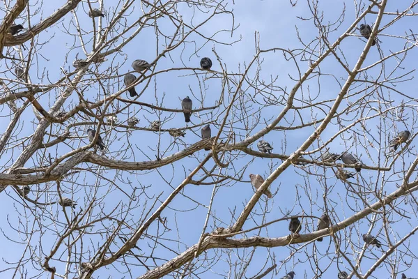 Зграя голубів на дереві — стокове фото
