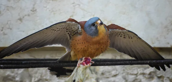 Cernícalo americano, Falco sparverius, el halcón más pequeño extiende alas y sostiene un ratón sin cabeza en las patas —  Fotos de Stock