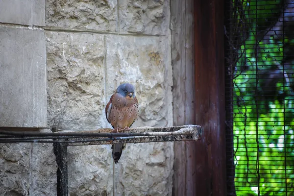 Gheppio americano, Falco sparverius, il più piccolo falco — Foto Stock