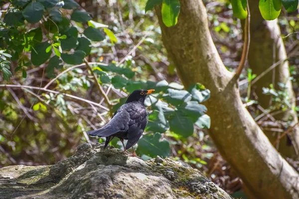 Common blackbird, Turdus merula, Eurasian blackbird, a species of true thrush