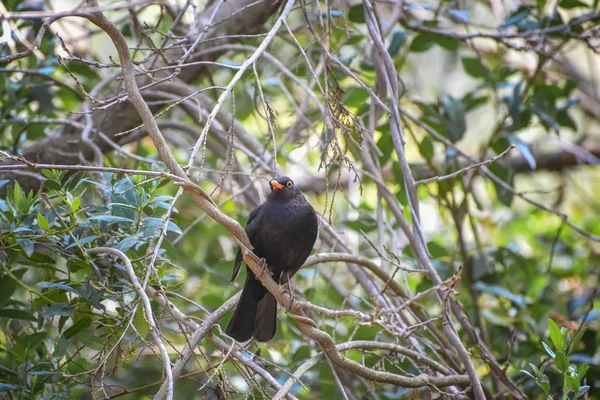 Common blackbird, Turdus merula, Eurasian blackbird, a species of true thrush is on the branch