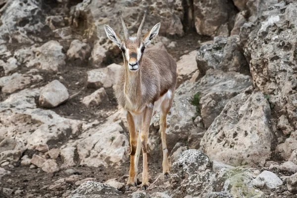 Gazelle, una piccola antilope, un animale veloce. Animali e animali selvatici — Foto Stock