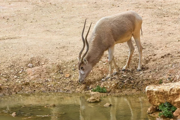 Addax, Addax nasomaculatus, witte antilope, screwhorn antilopen op een drenken plaats. Dieren en dieren in het wild — Stockfoto