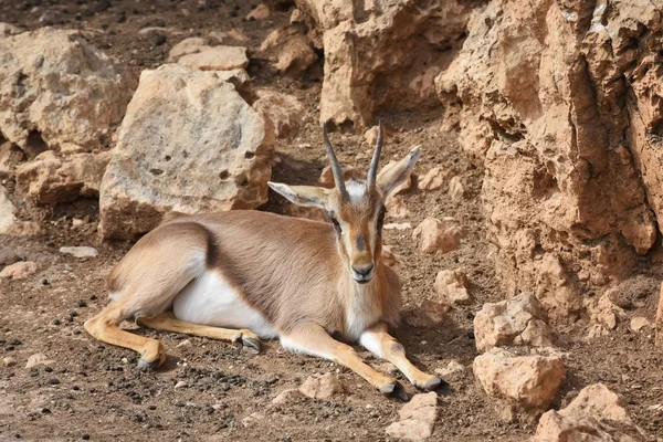 Gazelle, una piccola antilope, un animale veloce. Animali e animali selvatici — Foto Stock