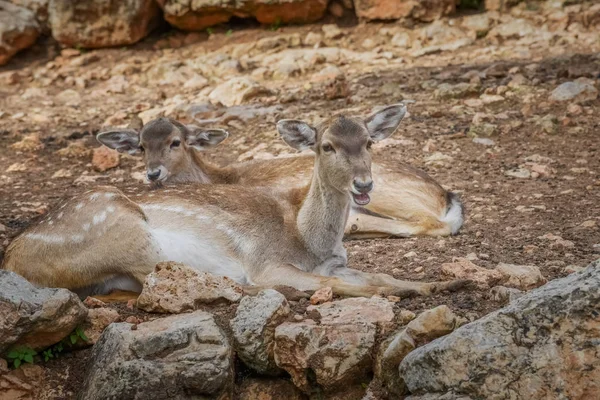 Ritratto di animali e animali selvatici di cervi — Foto Stock