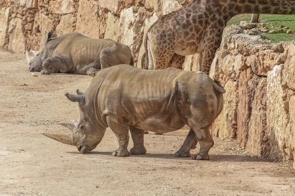 Rinoceronte, girafas de rinoceronte Animais e animais selvagens — Fotografia de Stock
