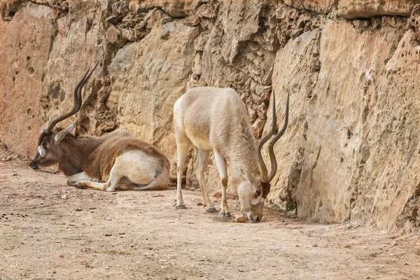 Addax, Addax nasomaculatus, witte antilope, screwhorn antilopen. Dieren en dieren in het wild — Stockfoto