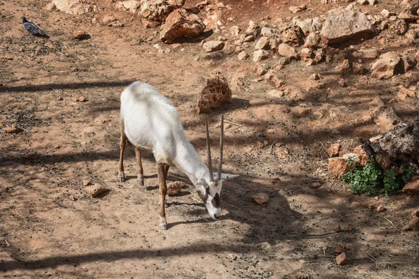 Arabische Oryx. Dieren en dieren in het wild — Stockfoto