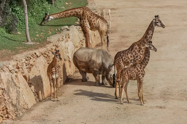 Bibeltiere: Giraffen und Nashörner — Stockfoto