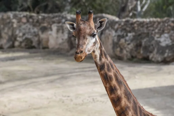 Giraffe auf der Vorderseite. Ansicht von oben — Stockfoto
