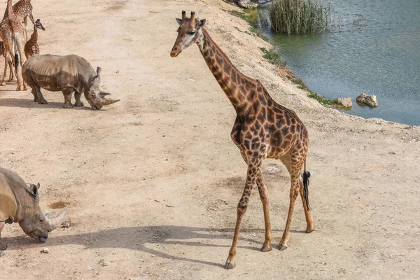 La giraffa è davanti. Animali della Bibbia: giraffe e rinoceronti. Vista dall'alto — Foto Stock