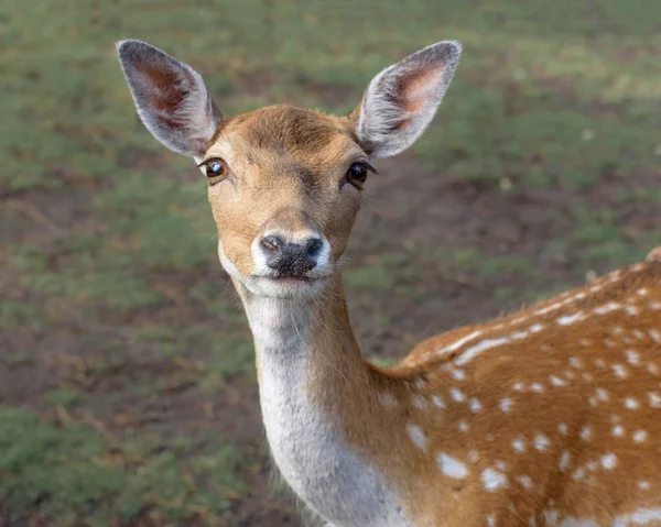 Sika Deer, de gevlekte hert, de Japanse hert — Stockfoto