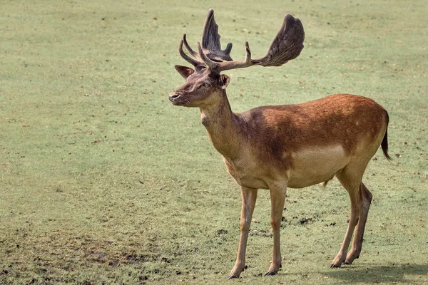 Ciervo rojo, Cervus elaphus, la especie de ciervo más grande. Aislado — Foto de Stock