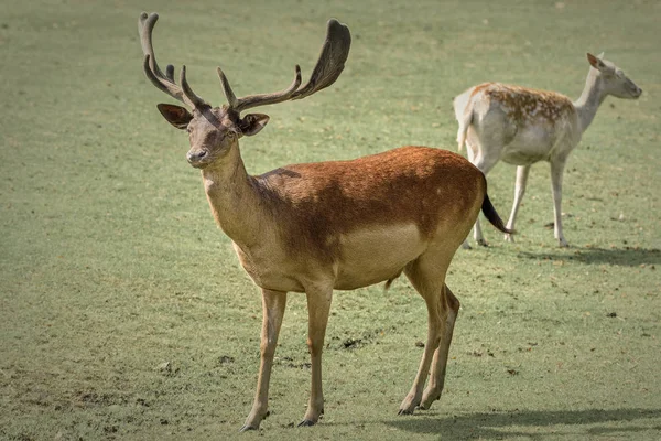 Cervo rosso, la specie di cervo più grande — Foto Stock