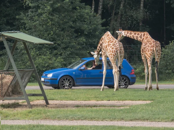 Giraffe, giraffa souhvězdí žirafy se dívá do auta a požádá o dárek — Stock fotografie