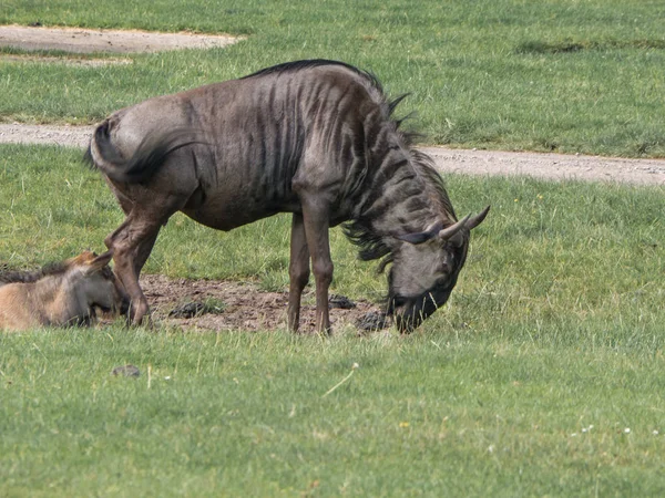 Blauwe WILDEBEEST graast. Dieren in het wild — Stockfoto