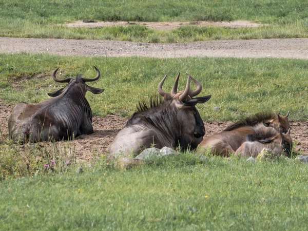 Stádo modrého, nejdivošího, GNU je na louce. Zvířata žijící v přírodě — Stock fotografie