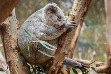 Koala, Phascolarctos cinereus, koala ayı tre üzerinde uyuyor