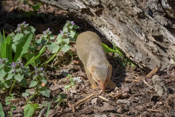 Mongoose s dlouhými tvářemi a těly, malými, kulatými ušima, krátkými nohami a dlouhými, zkosenými ocasy — Stock fotografie