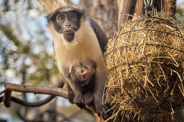 Diana Monkey en Monkey Cub. Een donker grijze oude wereld aap met witte keel, Crescent-vormige rendierleer — Stockfoto