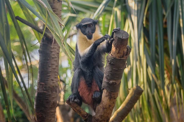 Diana monkey, Cercopithecus diana, a dark grey Old World monkey with white throat, crescent-shaped browband, ruff and beard — Stock Photo, Image