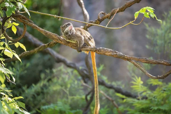 Císař Tamarin, opičák z nového světa s šedou kožešinou a nažloutlými skvrničkami na hrudi — Stock fotografie