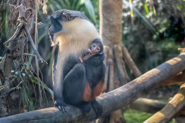 Diana monkey and monkey cub. A dark grey Old World monkey with white throat, crescent-shaped browband, ruff and beard — Stock Photo, Image