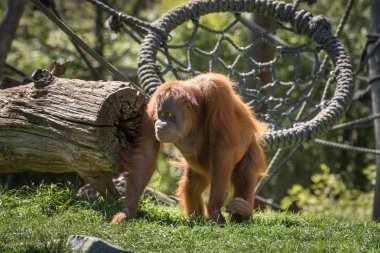 Orangutan, orang-utan, orangutang, orang-utang, en zeki primat. Yaban hayatı hayvanları