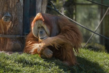 Orangutan, orang-utan, orangutang, orang-utang, en zeki primat. Portre. Açık havada yetişkin orangutan