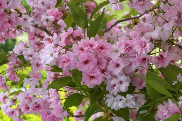 Cherry Blossom, Sakura. Een metafoor van de kortstondige aard van het leven. Foto voor interieur en achtergrond — Stockfoto