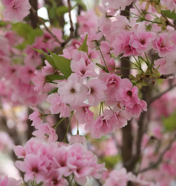 Cherry Blossom, Sakura. Foto van mooie kersenbloesem voor interieur. Een metafoor voor de kortstondige aard van het leven — Stockfoto
