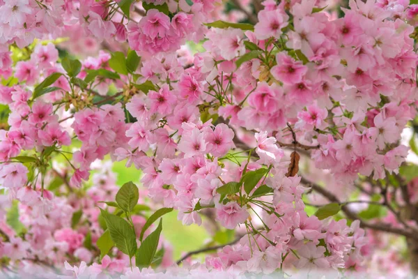 Cherry Blossom, Sakura. Foto voor interieur. Een metafoor voor de kortstondige aard van het leven — Stockfoto