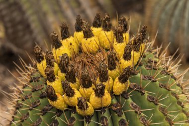 Çiçekli kaktüs. Şehir Holon, İsrail Kaktüs Bahçesi. Eşsiz bahçe çöl bitkileri ve kaktüsler nadir bir çeşitlilik görüntüler