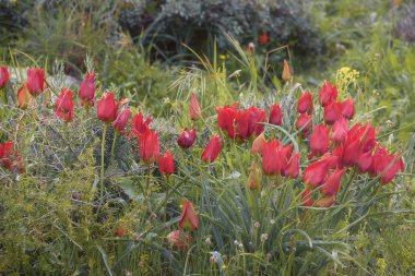 Yabani çiçek açan lalelerin glade'si. İsrail'de bahar manzarası. Duvar kağıdı, arka plan, iç mekan için fotoğraf