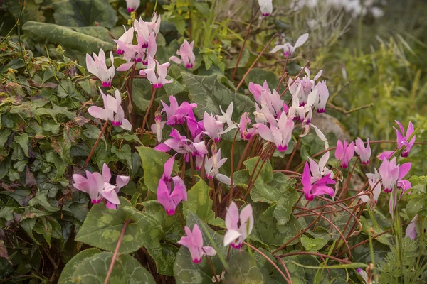 Glade de ciclamen rosa púrpura floreciente salvaje. Purpurascens de ciclamen. Paisaje de primavera en Israel. Foto para papel pintado de ordenador, interior — Foto de Stock