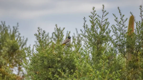 Bulbul s bílými brýlemi na větvi. Pycnonotus xanthopygos. Jarní krajina s ptáky. Zelené pozadí přírody pro tapety plochy — Stock fotografie