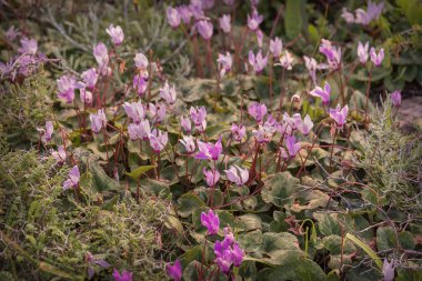 Mor siklamen 'in vahşi ormanlık alanı. Cyclamen purpurpurascens. Bahar manzarası. Fotoğraf: Duvar kağıdı, arkaplan, iç mekan