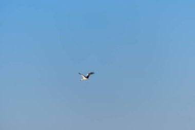 Mavi gökyüzünde uçan leylek. İsrail 'de kuş izleme