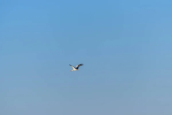 Летючий лелека на блакитному небі. Птахи в Ізраїлі — стокове фото