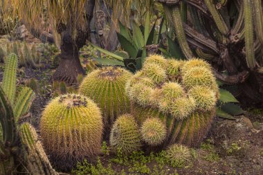 Echinocactus grusonii, altın fıçı kaktüsü, altın top ya da kayınvalidenin yastığı, İsrail 'deki eşsiz kaktüs bahçesinde çekici, etkileyici bir kaktüs.