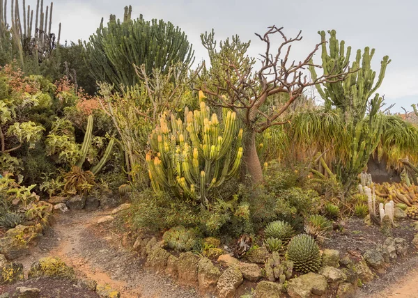 Jardín único de cactus muestra una variedad de plantas y cactus del desierto. Hermosa atracción turística en Israel. Caminando en lugar exótico — Foto de Stock