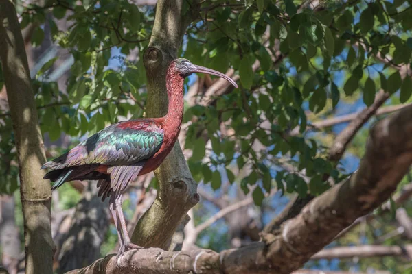 Glossy ibis, Plegadis falcinellus jest na gałęzi między zielonymi liśćmi. Krajobraz przyrody — Zdjęcie stockowe