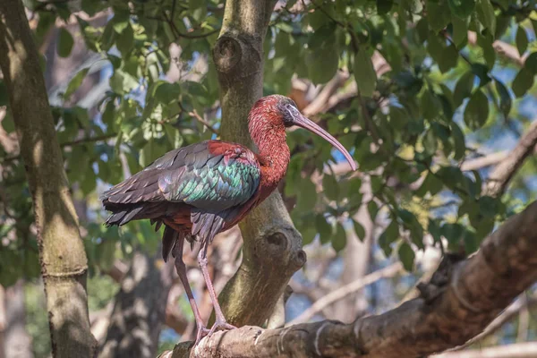 Ibis brilhante, Plegadis falcinellus está no ramo entre as folhas verdes. Natureza paisagem. Observação de aves — Fotografia de Stock