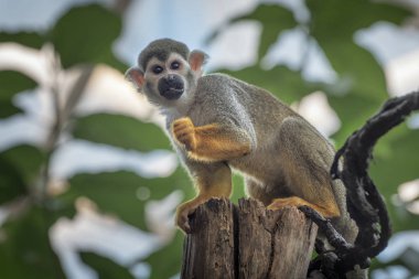 Saimiri sciureus, Guiana, Venezuela, Brezilya 'da yaşayan bir sincap maymunu türüdür. Doğal koruma alanındaki hayvanlar
